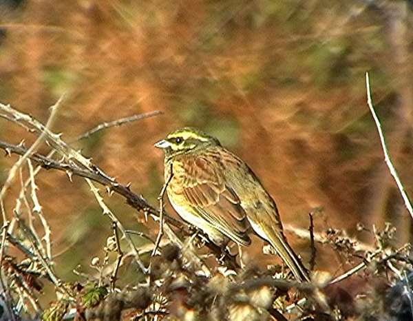Cirl Bunting