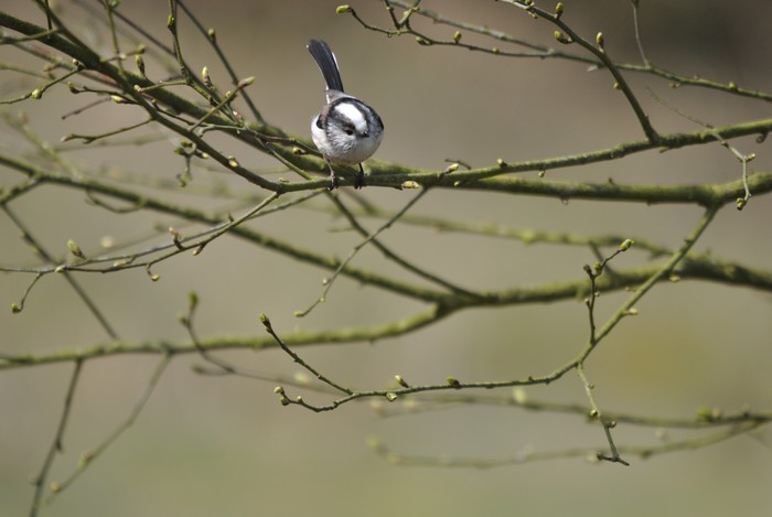 Long-tailed Tit