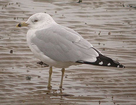 Ring-billed Gull