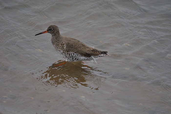 Redshank