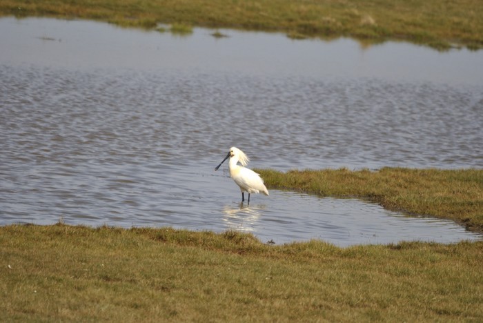 Spoonbill