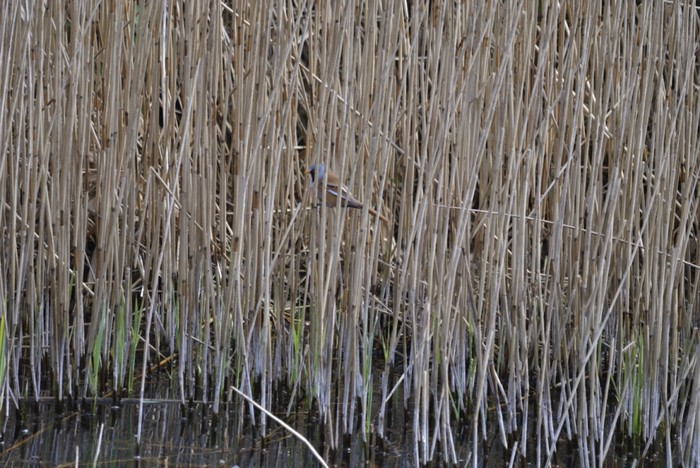 Bearded Tit