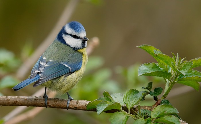 Blue Tit