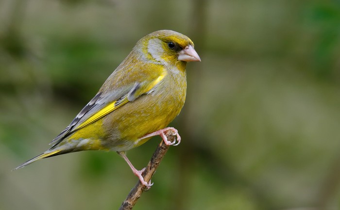 Greenfinch