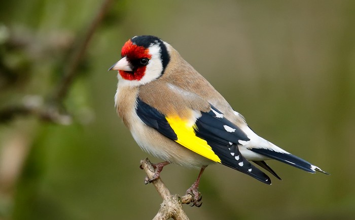 Goldfinch