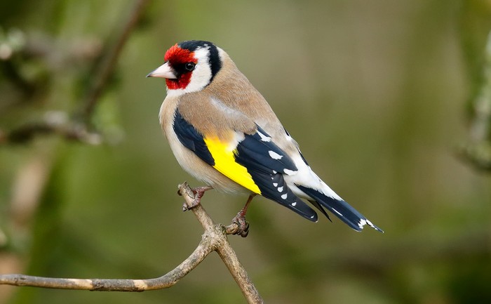Goldfinch