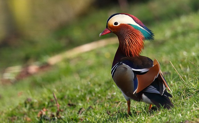 Mandarin