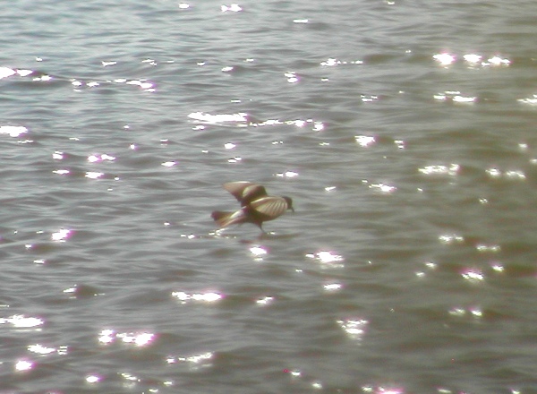 Leach's Petrel