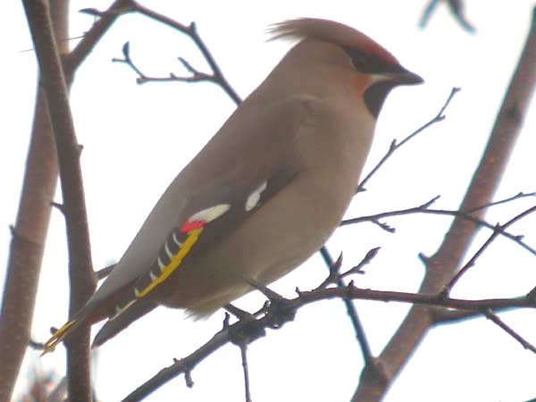 Waxwing
