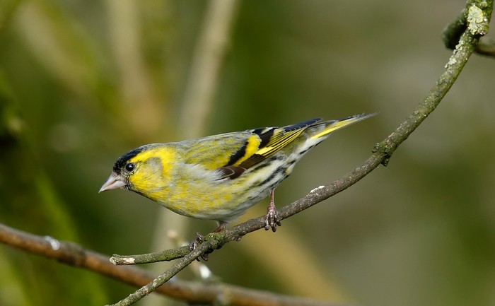 Siskin