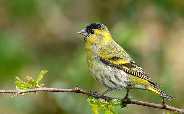 Siskin