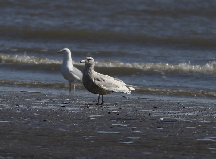 Glaucous Gull