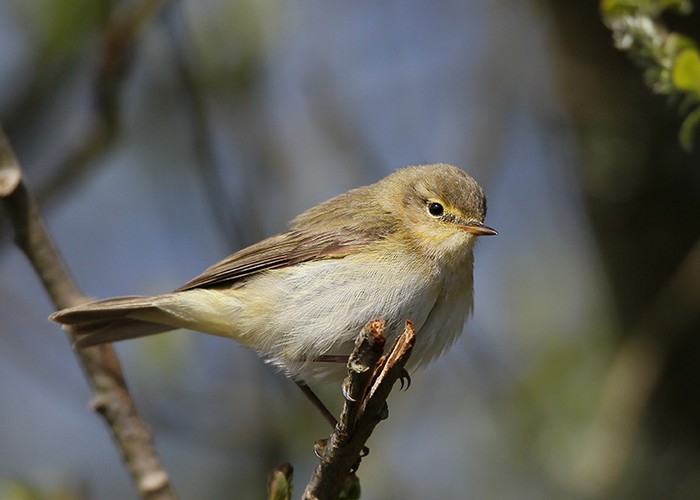 Iberian Chiffchaff
