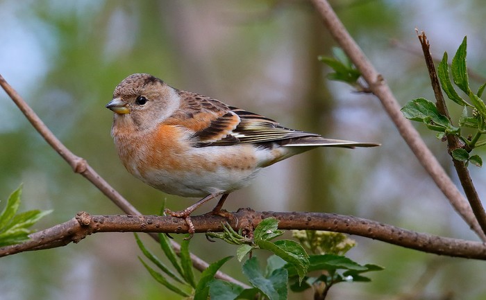 Brambling