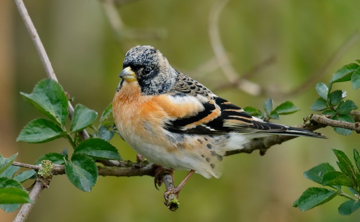 Brambling