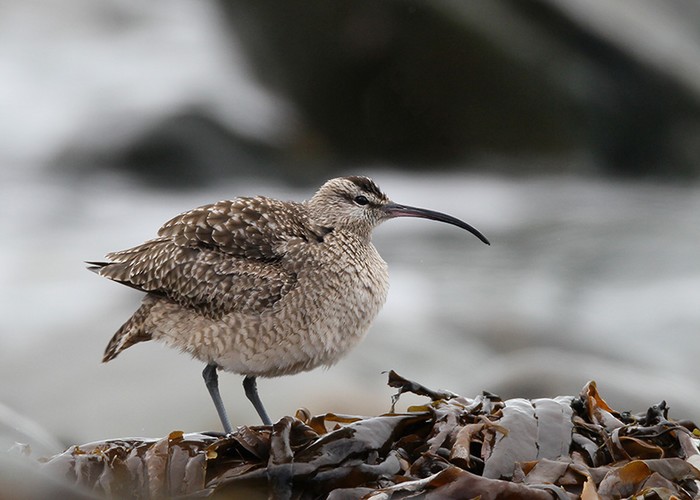 Hudsonian Whimbrel
