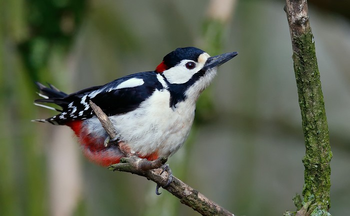 Great Spotted Woodpecker