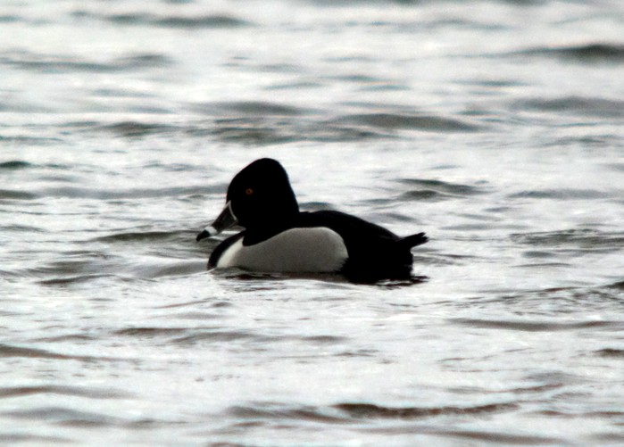 Ring-necked Duck