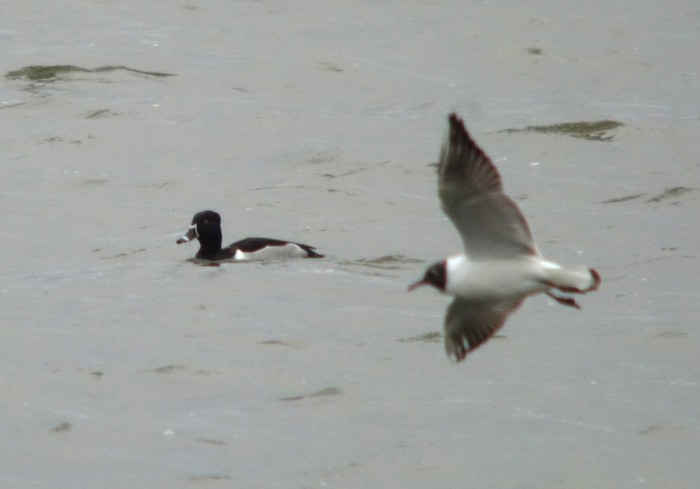 Ring-necked Duck