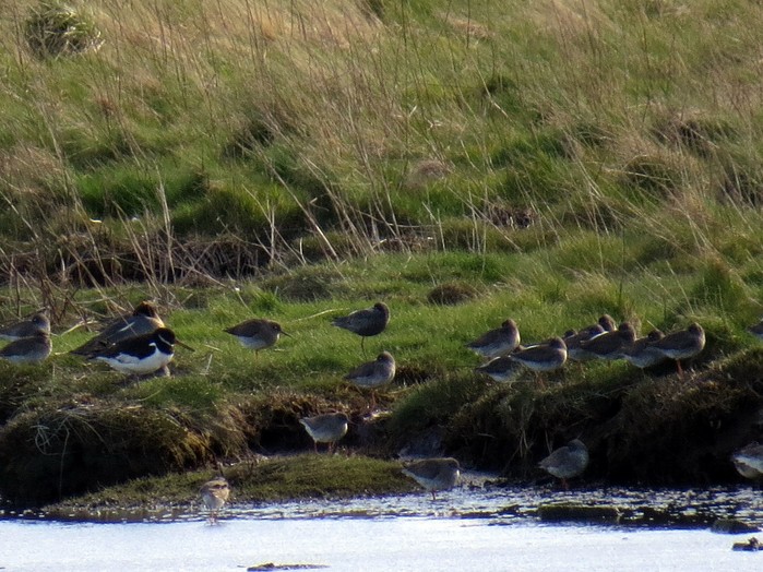 Spotted Redshank