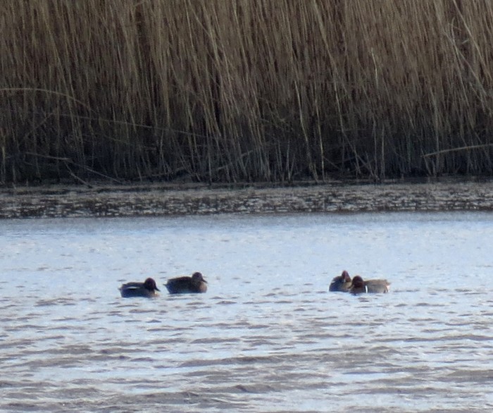 Green-winged Teal