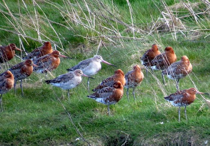 Black-tailed Godwit