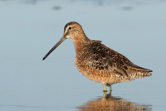 Long-billed Dowitcher