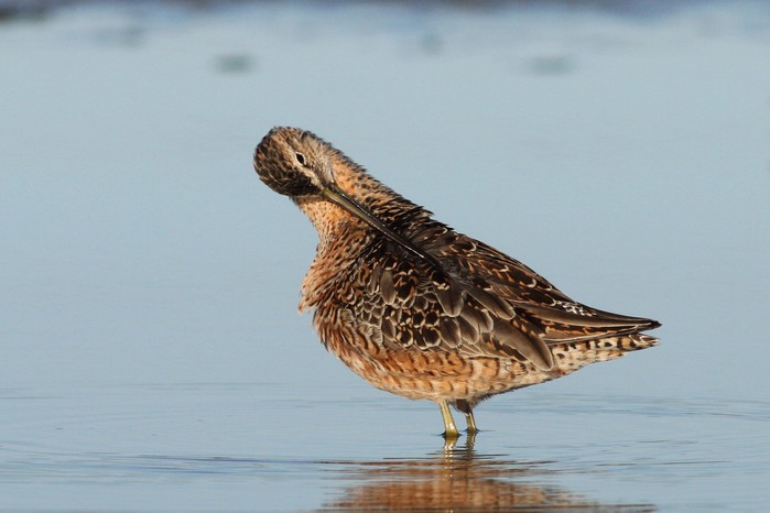 Long-billed Dowitcher
