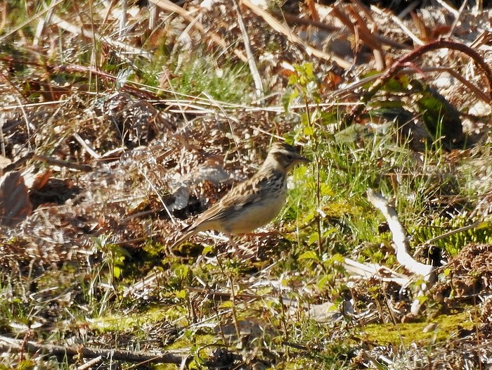 Woodlark