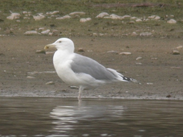 Caspian Gull