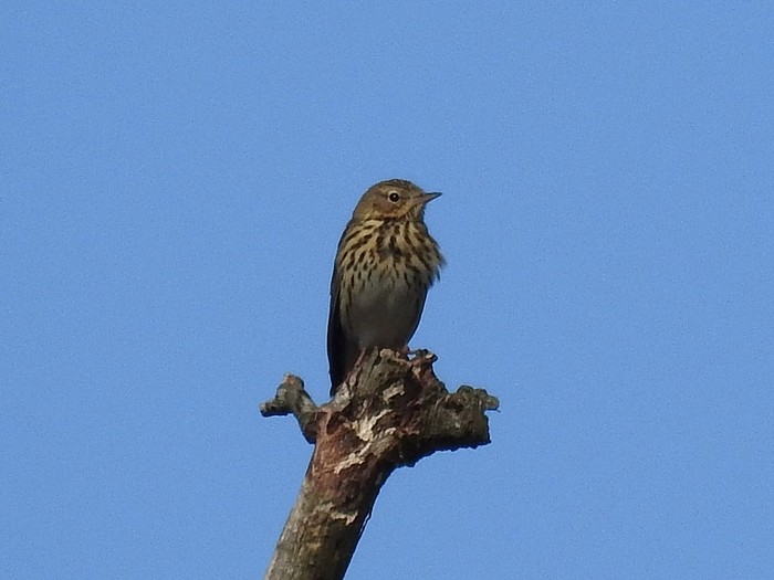 Tree Pipit