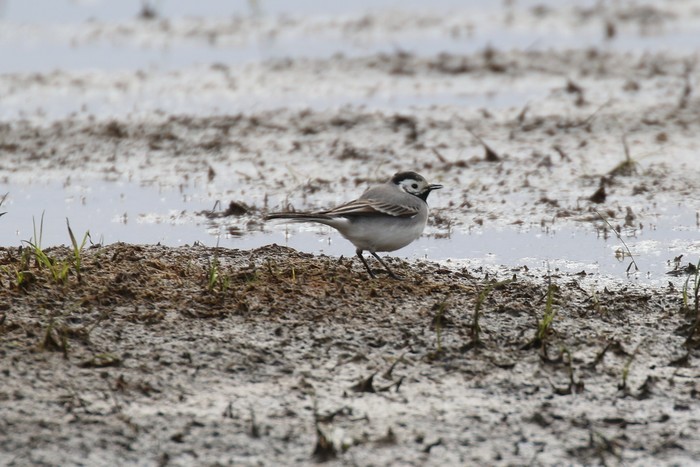 White Wagtail