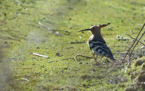 Hoopoe