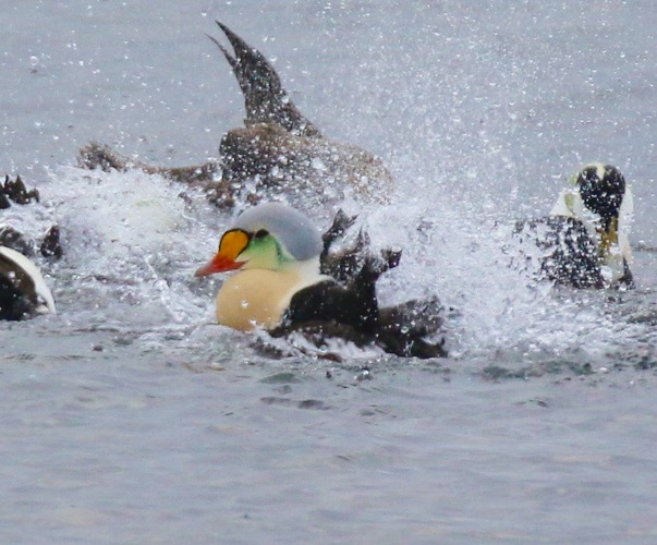 King Eider