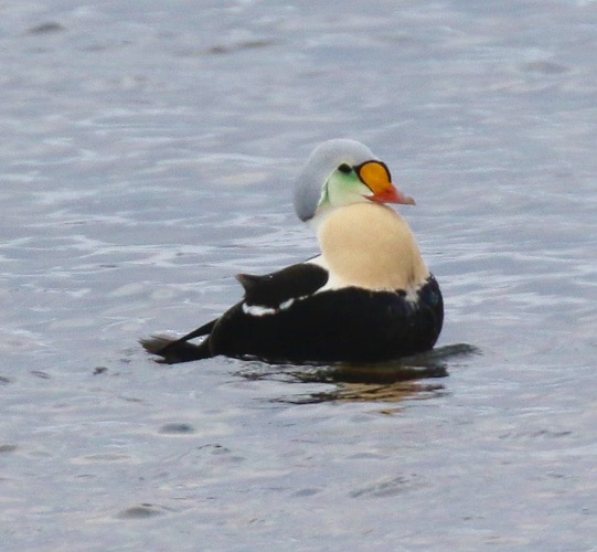 King Eider
