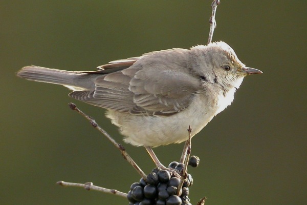 Barred Warbler