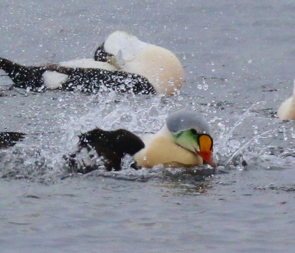 King Eider