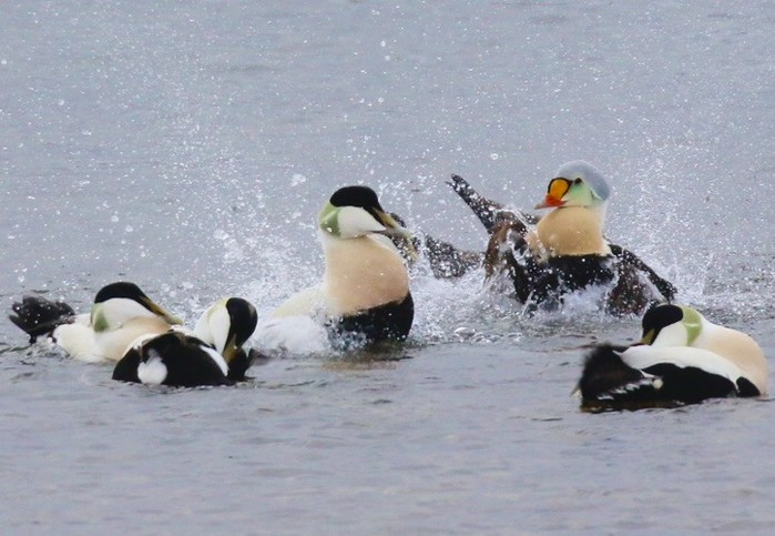 King Eider