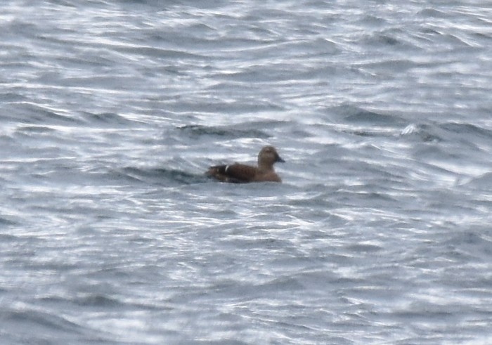 King Eider