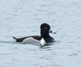Ring-necked Duck