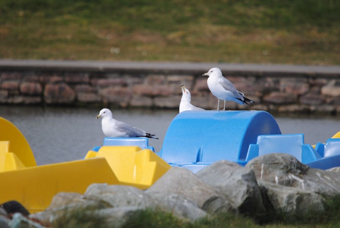 Ring-billed Gull