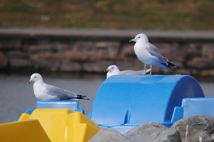 Ring-billed Gull