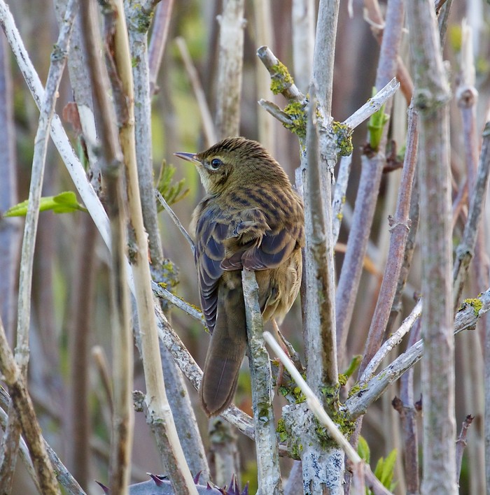 Grasshopper Warbler