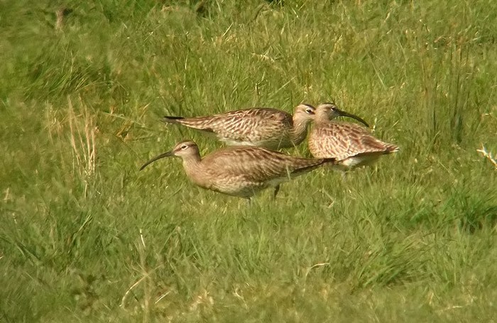 Whimbrel