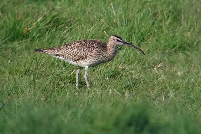 Whimbrel