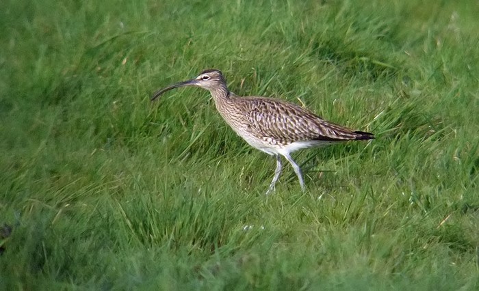 Whimbrel