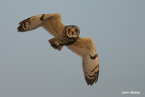 Short-eared Owl