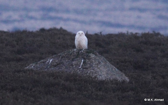 Snowy Owl