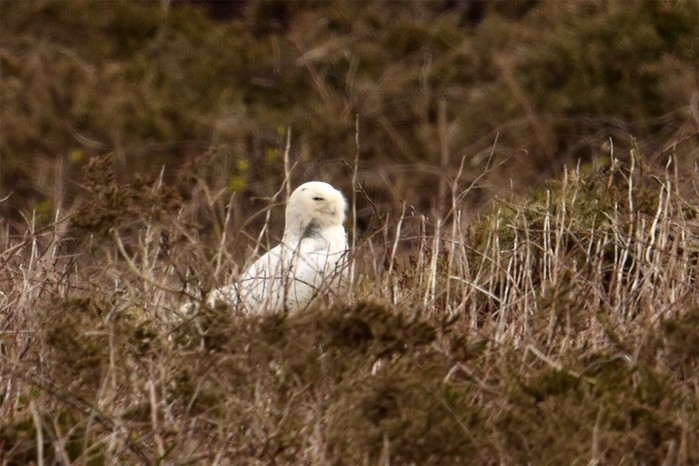 Snowy Owl