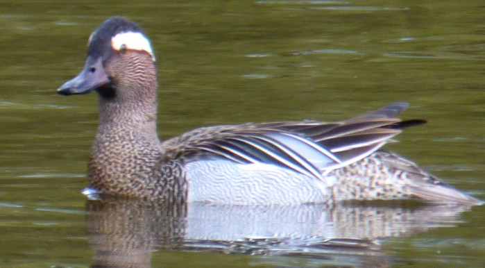 Garganey